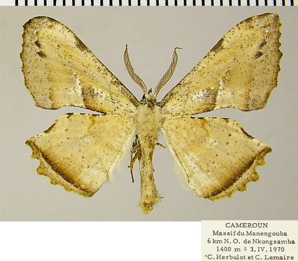 /filer/webapps/moths/media/images/A/albicaput_Xenimpia_AM_ZSMa.jpg