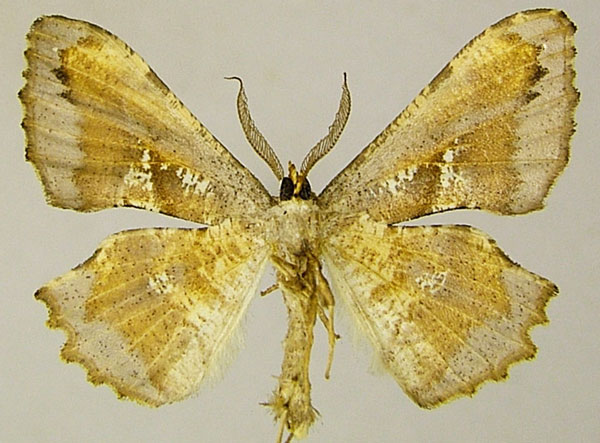 /filer/webapps/moths/media/images/A/albicaput_Xenimpia_AM_ZSMb.jpg