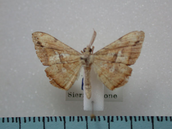 /filer/webapps/moths/media/images/A/albicaput_Xenimpia_A_Revell.jpg