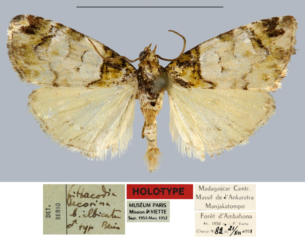 /filer/webapps/moths/media/images/A/albicata_Lithacodia_HT_MNHN.jpg