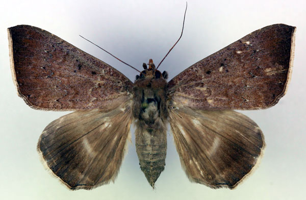 /filer/webapps/moths/media/images/A/albicilia_Achaea_AF_RMCA.jpg