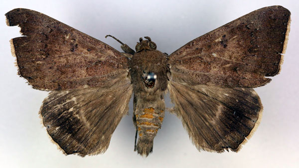 /filer/webapps/moths/media/images/A/albicilia_Achaea_AM_RMCA.jpg