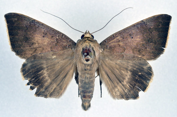 /filer/webapps/moths/media/images/A/albicilia_Achaea_A_NHMO.jpg