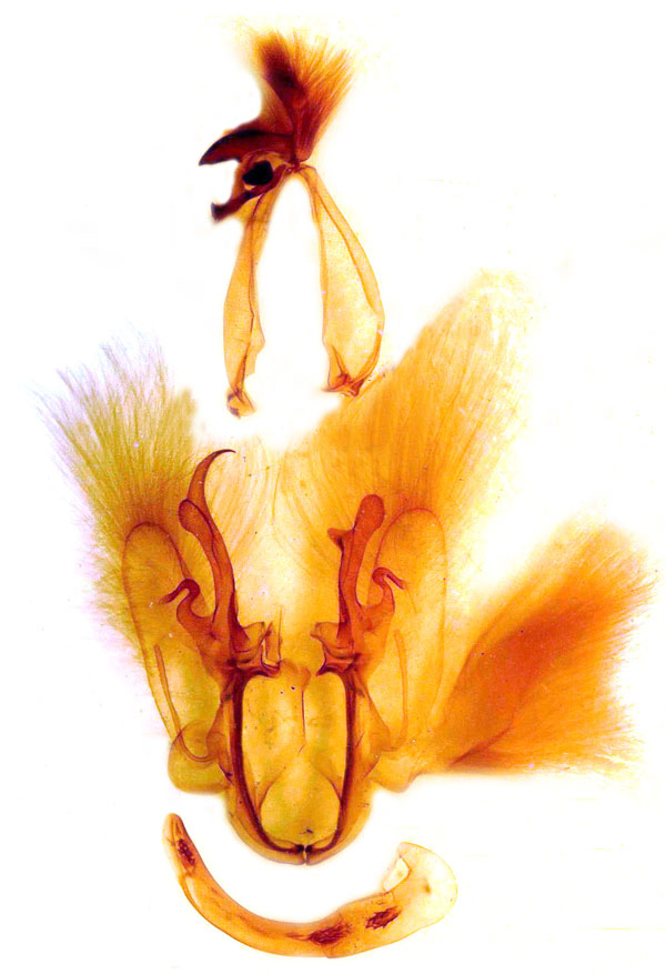 /filer/webapps/moths/media/images/A/albicilia_Achaea_GM_MSNM_Berio679.jpg