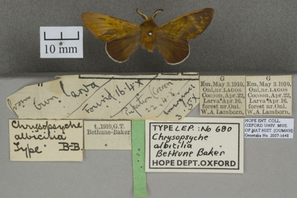 /filer/webapps/moths/media/images/A/albicilia_Chrysopsyche_HTM_OUMNHa_01.jpg