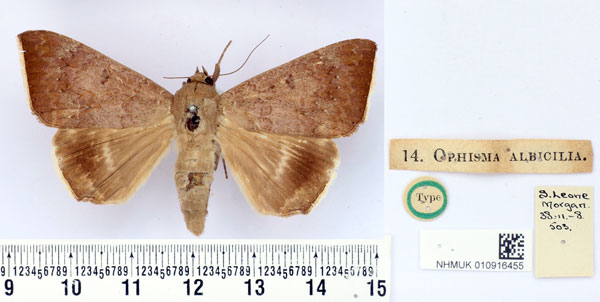 /filer/webapps/moths/media/images/A/albicilia_Ophisma_HT_BMNH.jpg