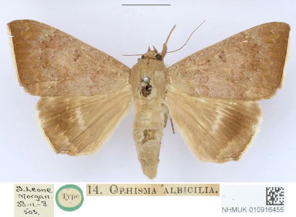 /filer/webapps/moths/media/images/A/albicilia_Ophisma_HT_BMNH_1wkBWcT.jpg