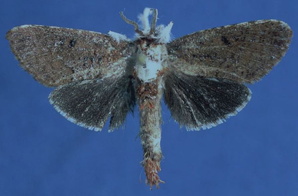 /filer/webapps/moths/media/images/A/albicilia_Salagena_AM_Lehmann.jpg