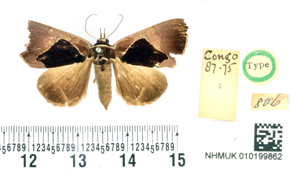 /filer/webapps/moths/media/images/A/albicincta_Athyrma_HT_BMNH.jpg