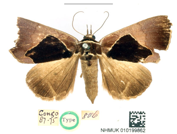 /filer/webapps/moths/media/images/A/albicincta_Athyrma_HT_BMNH_kXCCdiO.jpg