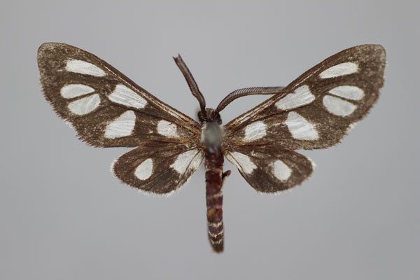 /filer/webapps/moths/media/images/A/albicincta_Epitoxis_HT_BMNH.jpg