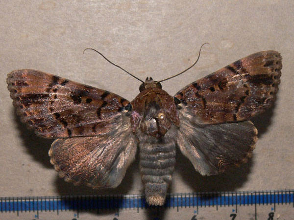 /filer/webapps/moths/media/images/A/albicollis_Pseudoarcte_A_Goff.jpg