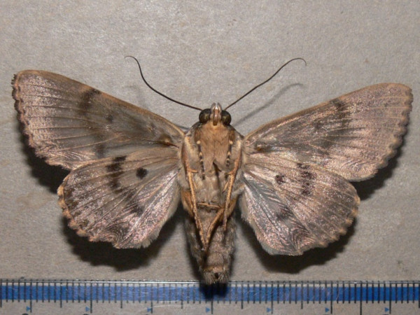 /filer/webapps/moths/media/images/A/albicollis_Pseudoarcte_A_Goffb_01.jpg