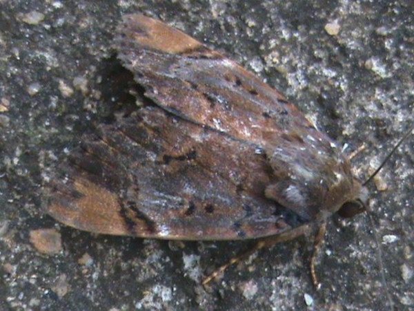 /filer/webapps/moths/media/images/A/albicollis_Pseudoarcte_A_Guyonnet.jpg