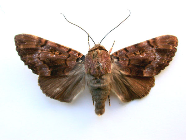 /filer/webapps/moths/media/images/A/albicollis_Pseudoarcte_A_Revell.jpg