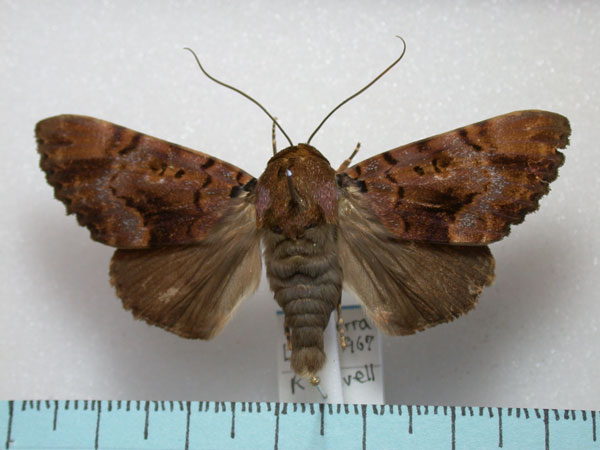 /filer/webapps/moths/media/images/A/albicollis_Pseudoarcte_A_Revell_02.jpg