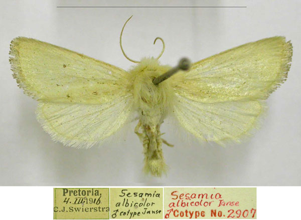 /filer/webapps/moths/media/images/A/albicolor_Sesamia_PTM_TMSA.jpg