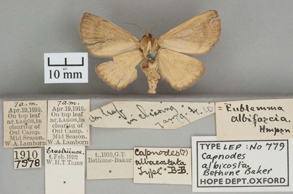 /filer/webapps/moths/media/images/A/albicosta_Capnodes_HT_OUMNH_02.jpg