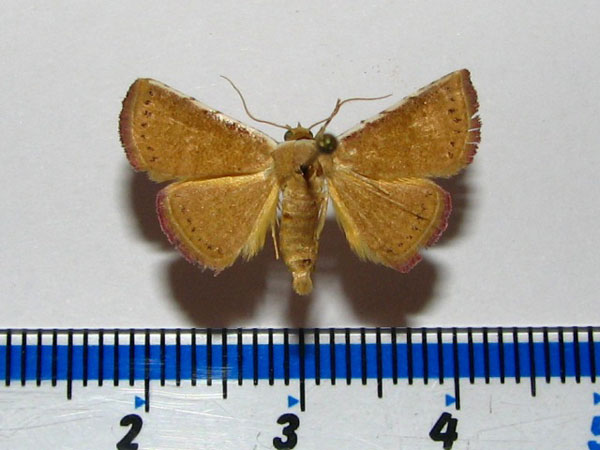 /filer/webapps/moths/media/images/A/albicosta_Eublemma_A_Goff.jpg