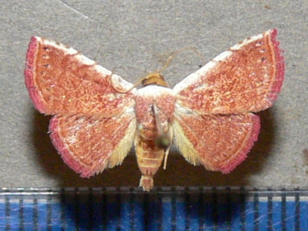 /filer/webapps/moths/media/images/A/albicosta_Eublemma_A_Goffa_03.jpg