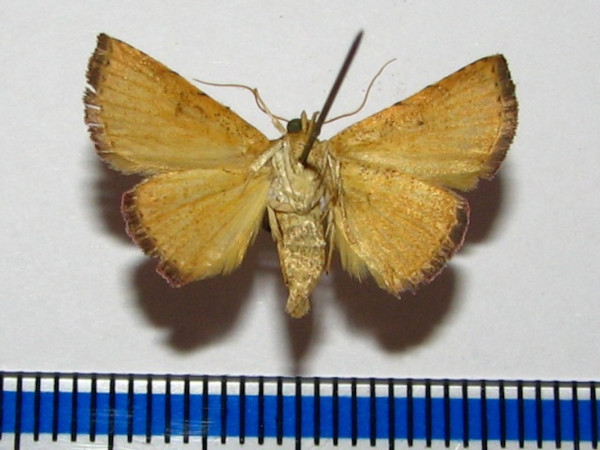 /filer/webapps/moths/media/images/A/albicosta_Eublemma_A_Goffb_02.jpg