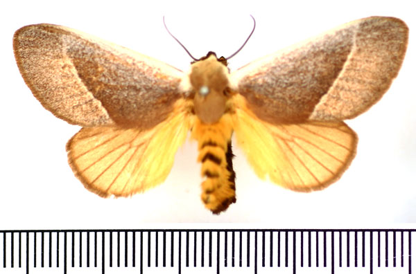/filer/webapps/moths/media/images/A/albicosta_Latoia_AF_BMNH.jpg
