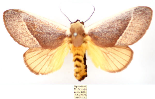 /filer/webapps/moths/media/images/A/albicosta_Latoia_AF_BMNH_wqPGAwd.jpg