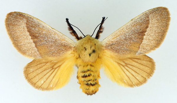 /filer/webapps/moths/media/images/A/albicosta_Latoia_AF_TMSA.jpg