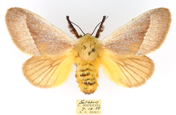 /filer/webapps/moths/media/images/A/albicosta_Latoia_AF_TMSA_i6Qxk8z.jpg