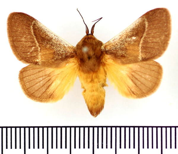 /filer/webapps/moths/media/images/A/albicosta_Latoia_AM_BMNH.jpg