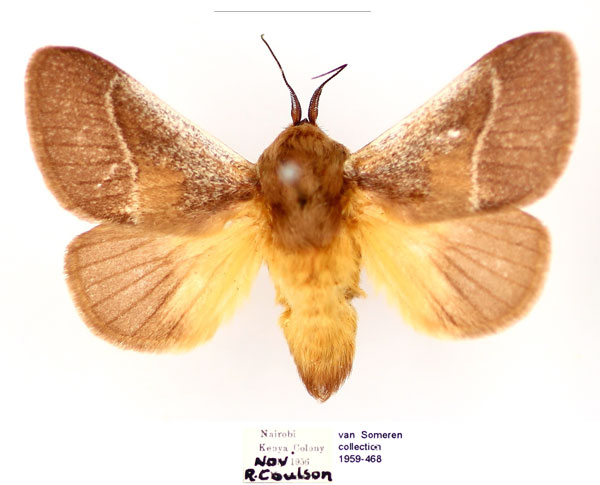 /filer/webapps/moths/media/images/A/albicosta_Latoia_AM_BMNH_xX4cXmZ.jpg