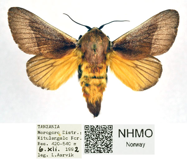 /filer/webapps/moths/media/images/A/albicosta_Latoia_AM_NHMO_NHxImwM.jpg