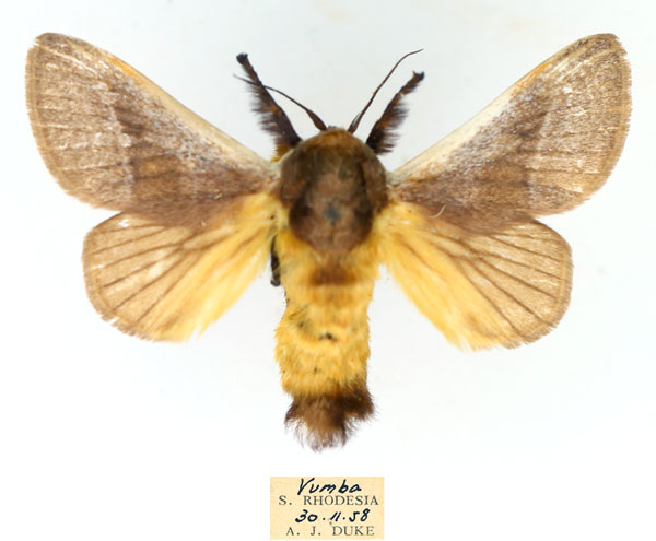 /filer/webapps/moths/media/images/A/albicosta_Latoia_AM_TMSA_NZesbDN.jpg