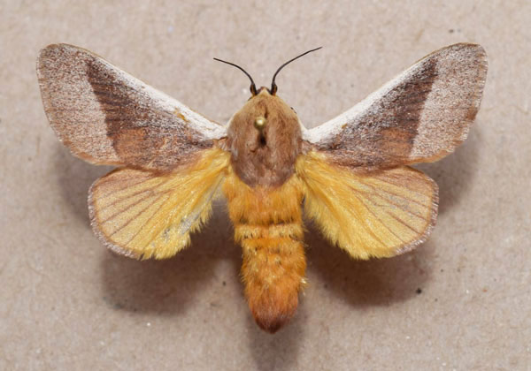 /filer/webapps/moths/media/images/A/albicosta_Latoia_A_Butler_bbjp6rH.jpg