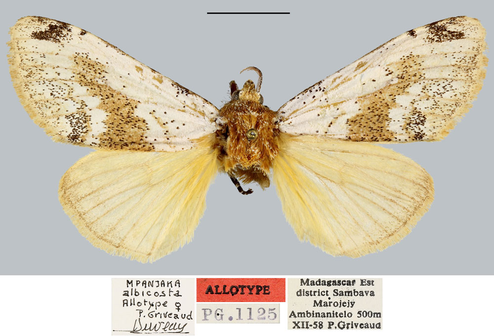 /filer/webapps/moths/media/images/A/albicosta_Mpanjaka_AT_MNHN.jpg