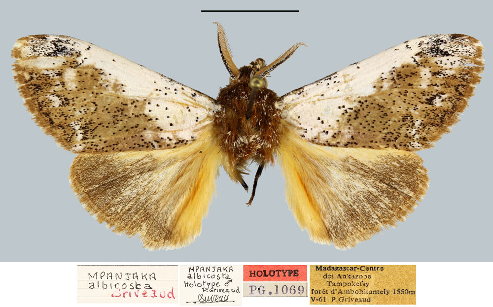 /filer/webapps/moths/media/images/A/albicosta_Mpanjaka_HT_MNHN.jpg