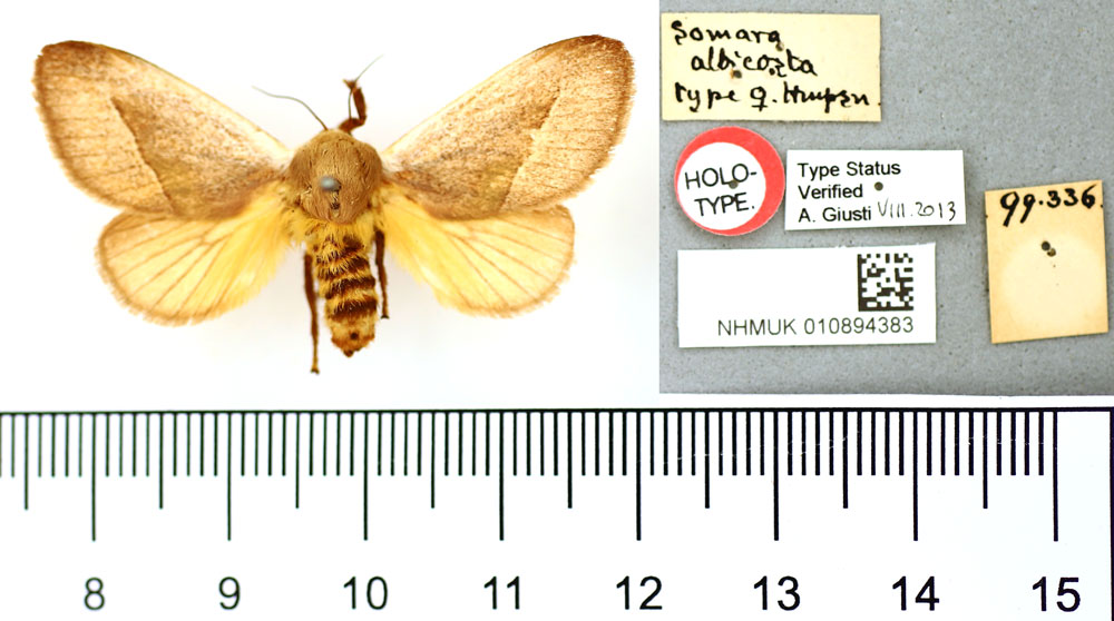 /filer/webapps/moths/media/images/A/albicosta_Somara_HT_BMNH.jpg