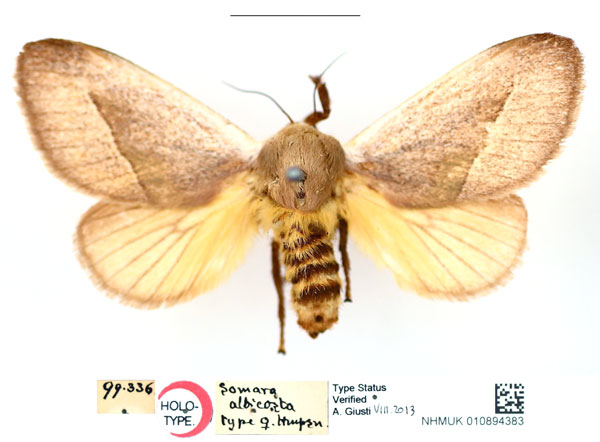 /filer/webapps/moths/media/images/A/albicosta_Somara_HT_BMNH_cVWJyT6.jpg