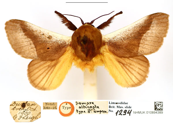 /filer/webapps/moths/media/images/A/albicosta_Somara_PTM_BMNH_KYEK4zg.jpg
