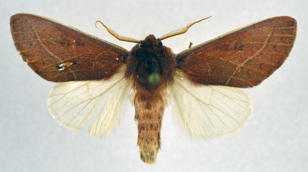 /filer/webapps/moths/media/images/A/albicostata_Janthinisca_AM_NHMO.jpg