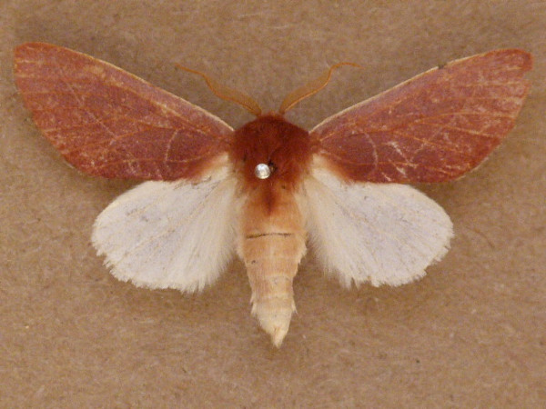 /filer/webapps/moths/media/images/A/albicostata_Janthinisca_A_Butler_02.JPG