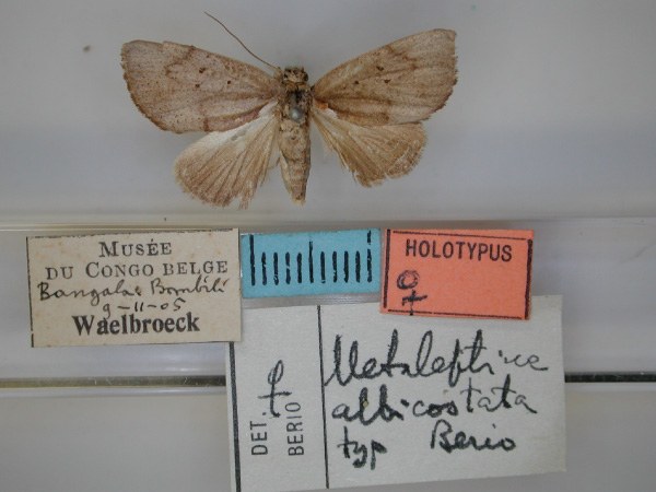 /filer/webapps/moths/media/images/A/albicostata_Metaleptina_HT_RMCA_01.jpg