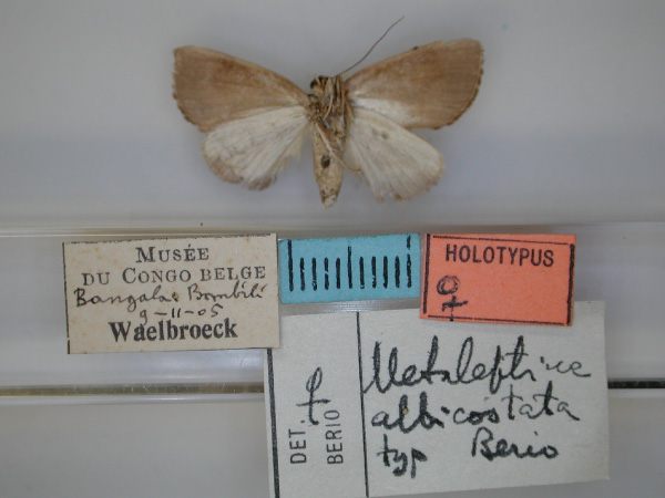/filer/webapps/moths/media/images/A/albicostata_Metaleptina_HT_RMCA_02.jpg