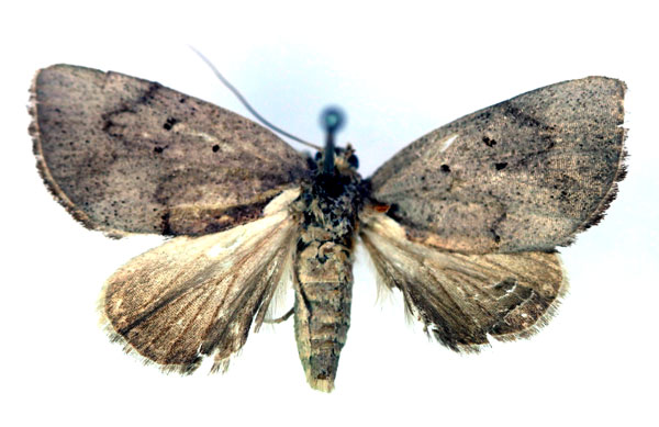 /filer/webapps/moths/media/images/A/albicostata_Metaleptina_HT_RMCA_03.jpg