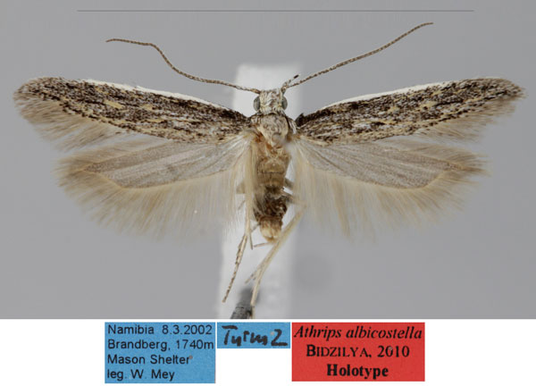 /filer/webapps/moths/media/images/A/albicostella_Athrips_HT_ZMHB_1Yk7M77.jpg