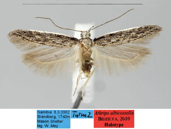 /filer/webapps/moths/media/images/A/albicostella_Athrips_HT_ZMHB_p3u0Mlz.jpg