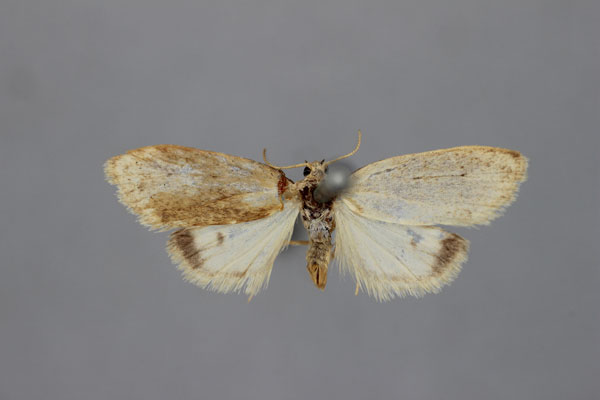 /filer/webapps/moths/media/images/A/albida_Anaemosia_ST_BMNH.jpg