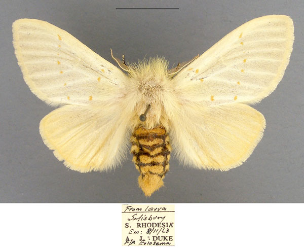 /filer/webapps/moths/media/images/A/albida_Antheua_AF_TMSA.jpg