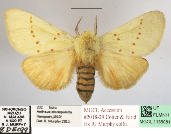 /filer/webapps/moths/media/images/A/albida_Antheua_A_MGCLa_01.JPG