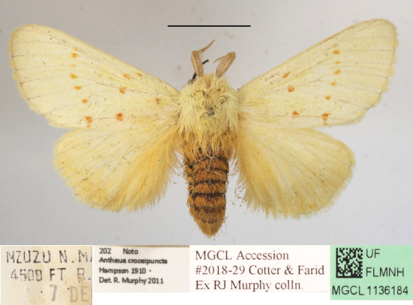 /filer/webapps/moths/media/images/A/albida_Antheua_A_MGCLa_02.JPG
